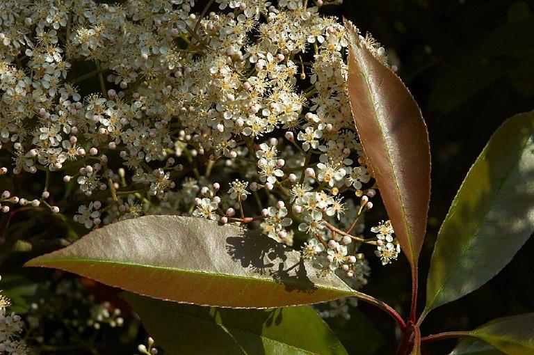 Photinia