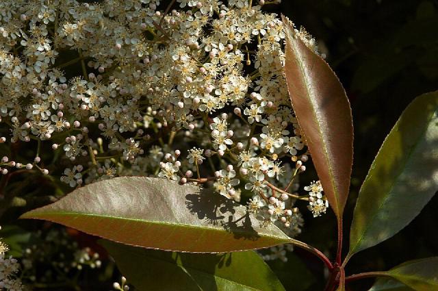 Photinia (Photinia × fraseri) : plantation, taille et entretien