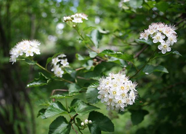 Physocarpe (Physocarpus opulifolius) : plantation, taille et entretien