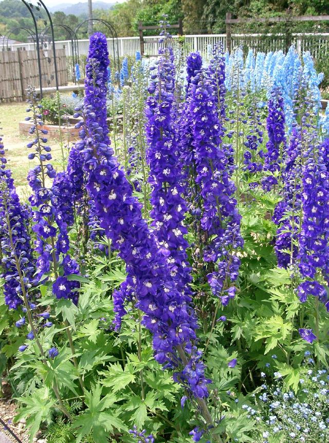 Pied-d'alouette (Delphinium × cultorum) : plantation, tuteurage et entretien