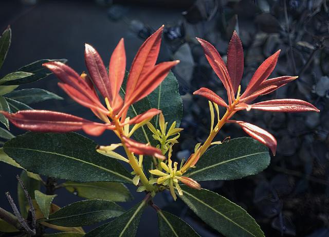Andromède du Japon (Pieris japonica) : plantation, arrosage et entretien