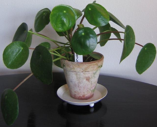 Pilea peperomioides : entretien, arrosage et bouturage en interieur