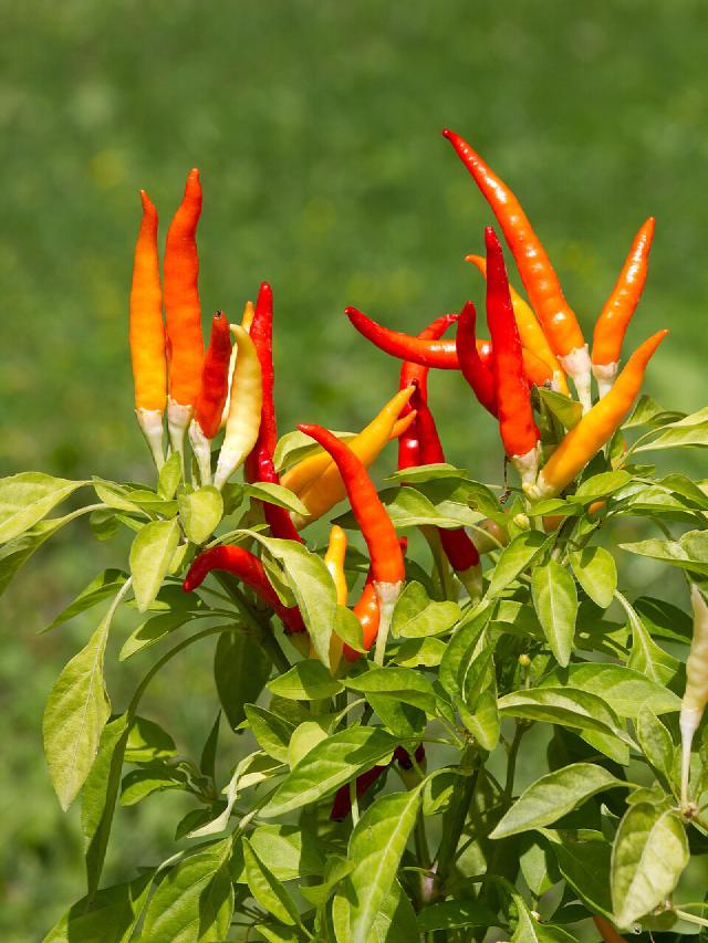 Piment (Capsicum annuum) : semis, plantation et culture
