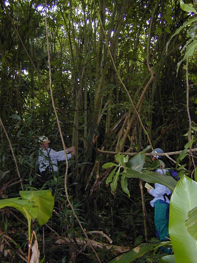 Piper aduncum : culture du matico, poivrier tropical