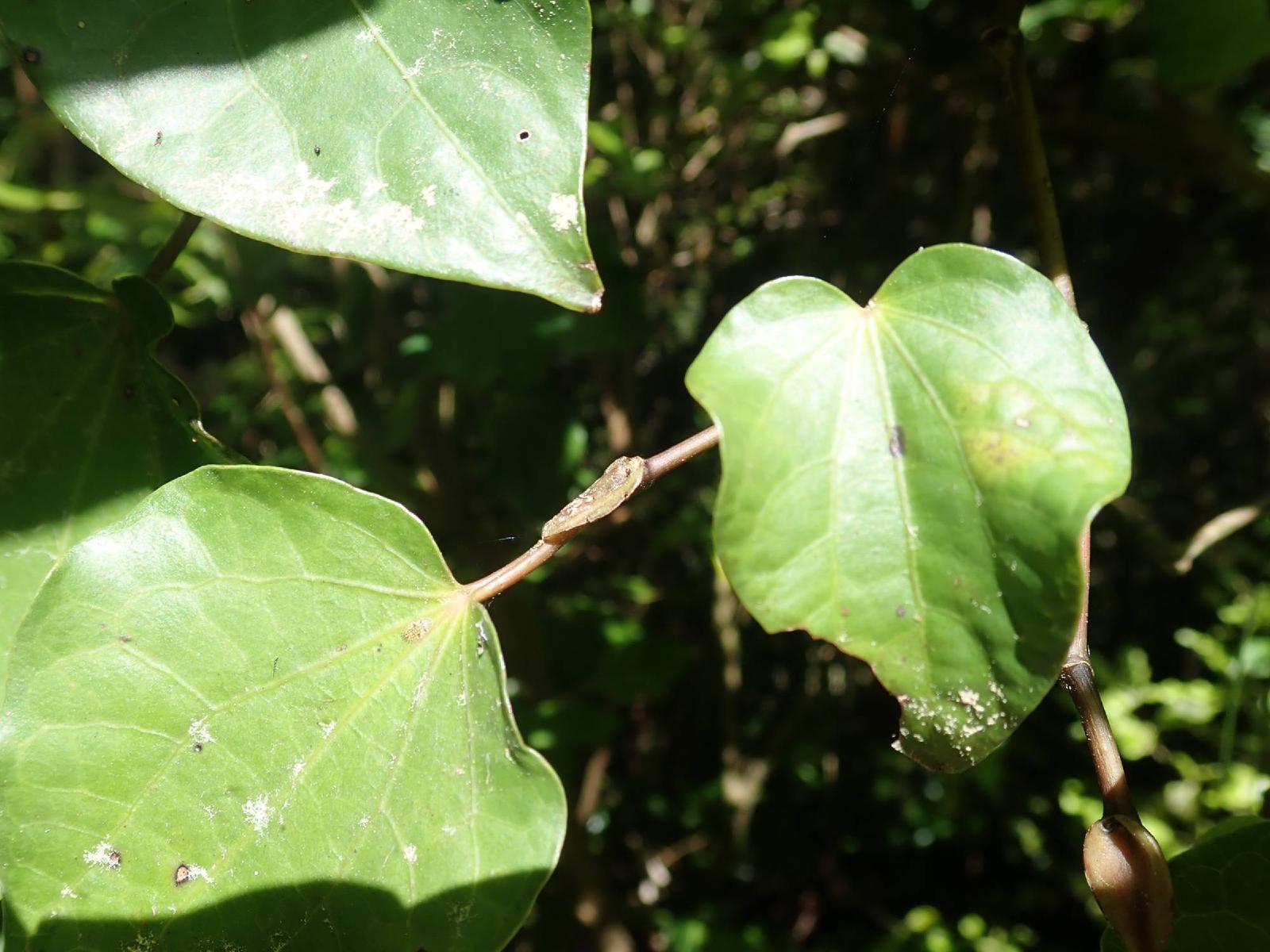 Kawakawa : guide complet