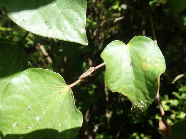 Kawakawa : culture du Piper excelsum