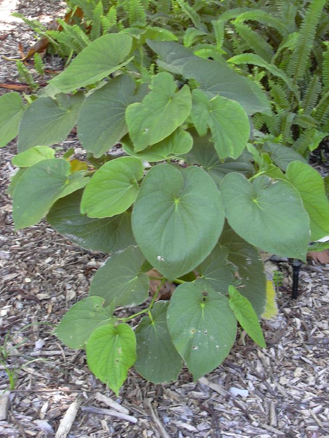 Kava : culture du Piper methysticum