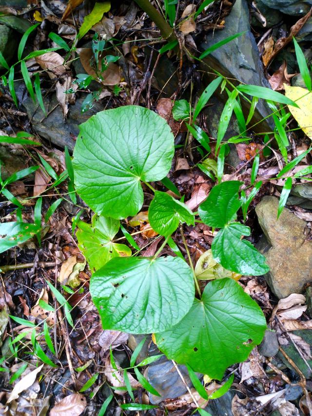 Piper umbellatum : culture d’un poivrier tropical décoratif