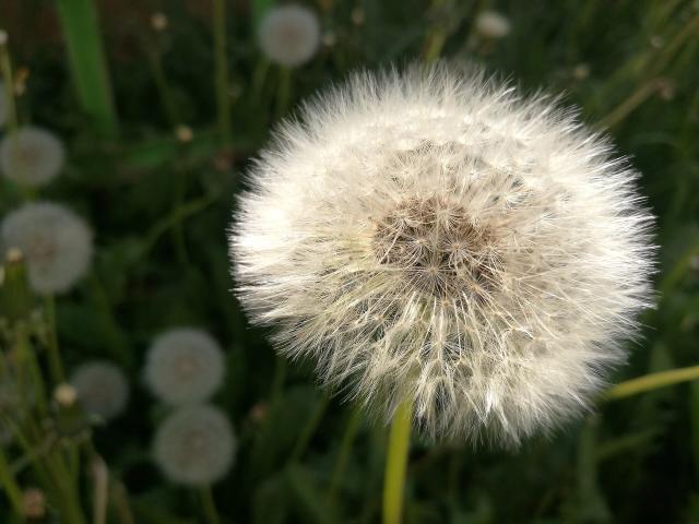 Pissenlit (Taraxacum officinale) : culture, récolte et gestion au jardin