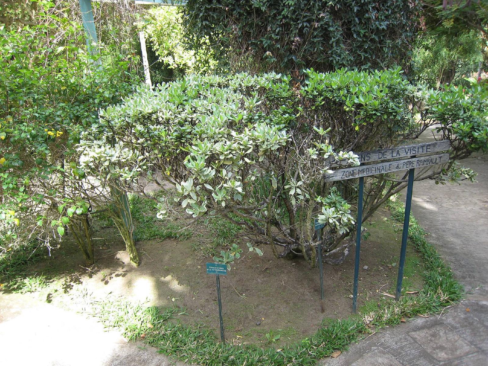 Pittosporum du Japon