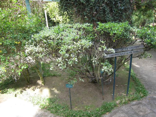 Pittosporum du Japon (Pittosporum tobira) : plantation, taille et entretien