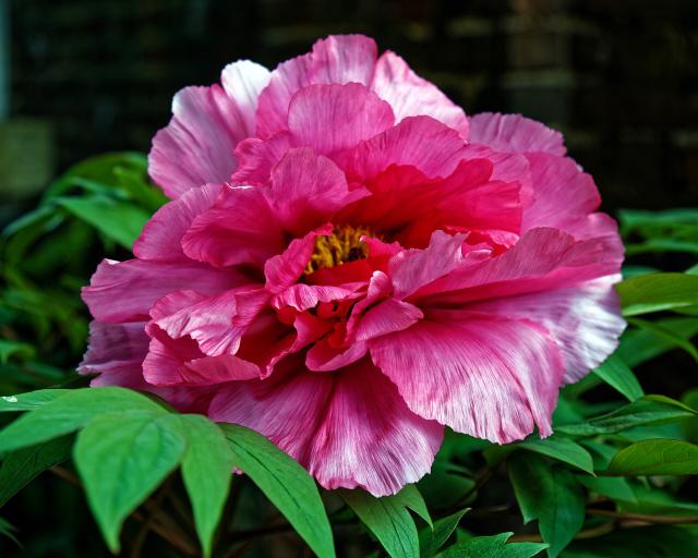 Pivoine arbustive (Paeonia × suffruticosa) : plantation, taille et entretien
