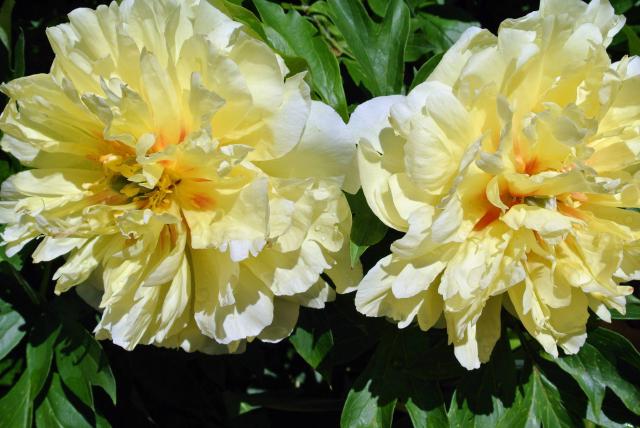 Pivoine Itoh (Paeonia Itoh Group) : plantation, taille et entretien