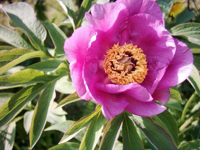 Pivoine officinale (Paeonia officinalis) : plantation, floraison et entretien