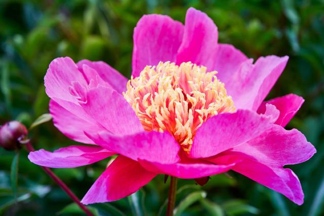 Pivoine (Paeonia lactiflora) : plantation, floraison et entretien
