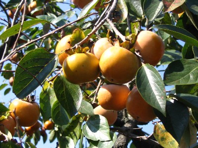 Plaqueminier kaki : plantation, taille, floraison et récolte