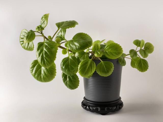 Plectranthus (lierre suédois) : entretien, arrosage et bouturage