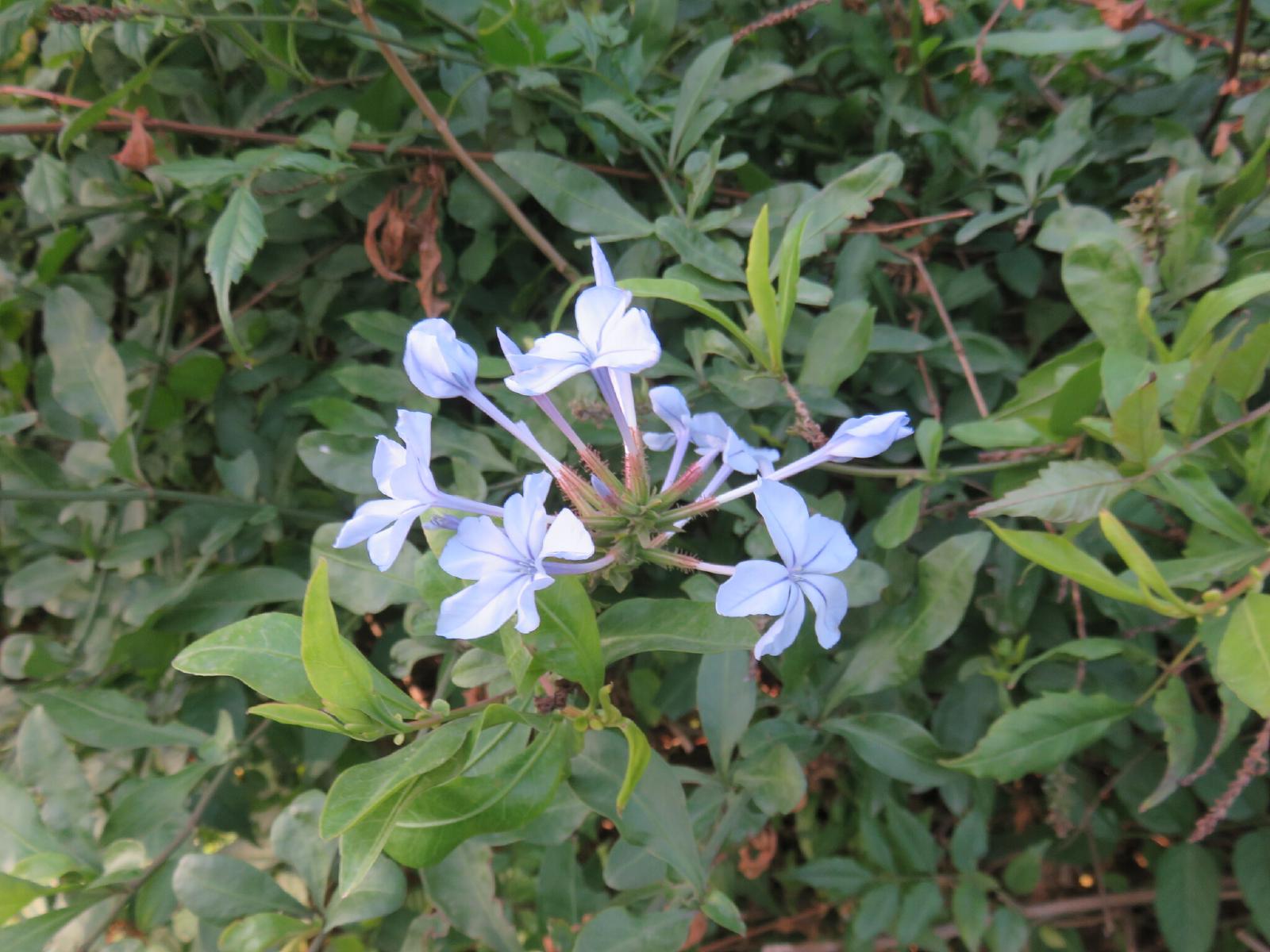 Plumbago