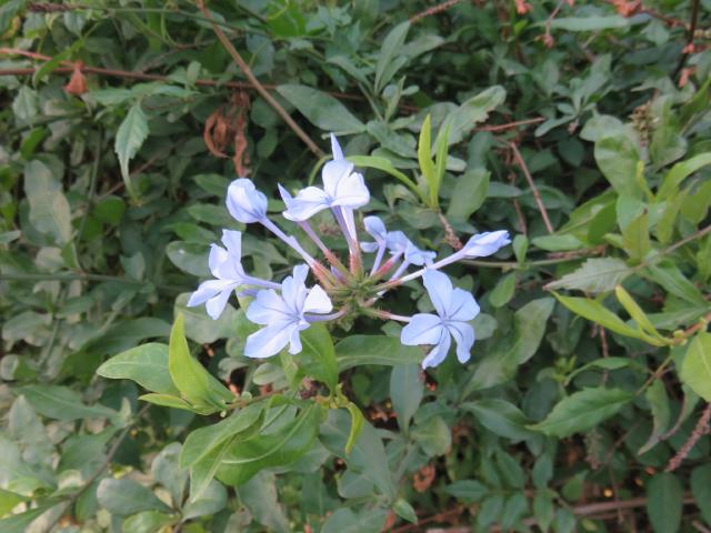 Plumbago (Plumbago auriculata) : plantation, taille et entretien