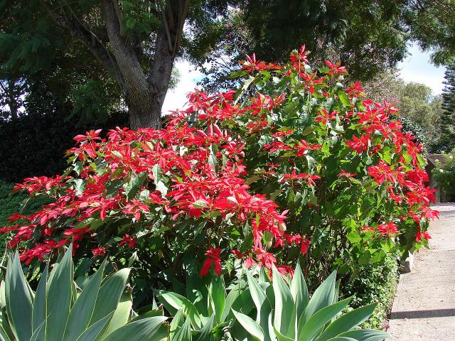 Poinsettia (Euphorbia pulcherrima) : entretien, arrosage et refleuraison