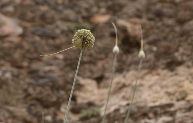 Poireau perpétuel (Allium ampeloprasum var. porrum) : culture, division et récolte