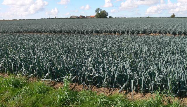 Poireau (Allium porrum) : semis, repiquage et entretien