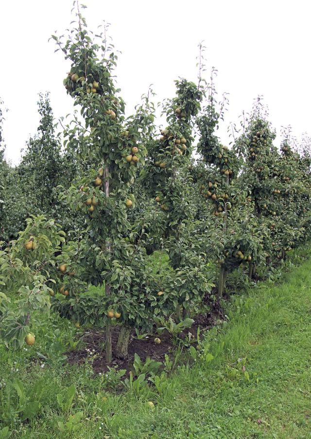 Poirier (Pyrus communis) : plantation, taille et entretien