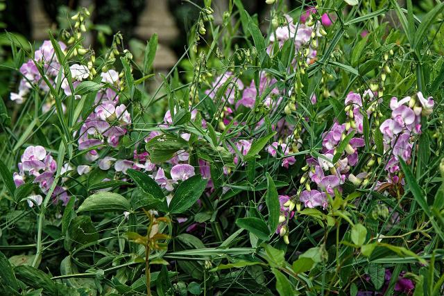 Pois de senteur (Lathyrus odoratus) : semis, culture et floraison parfumee