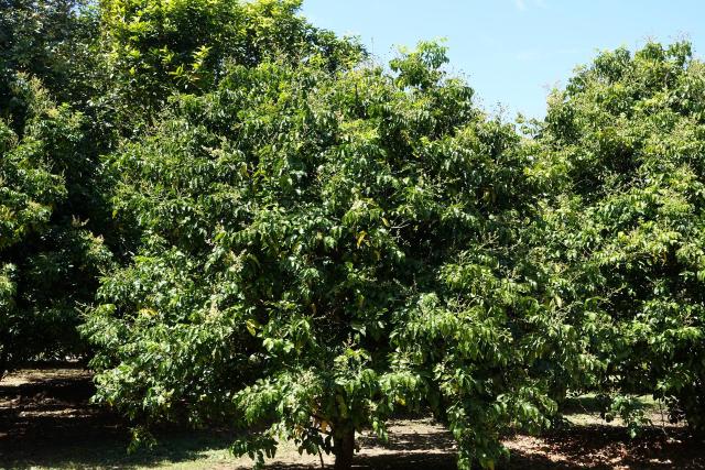 Wampi : culture du Clausena lansium, plante aux notes poivrées