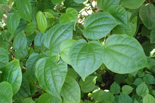 Poivre cubèbe : culture et utilisation du Piper cubeba