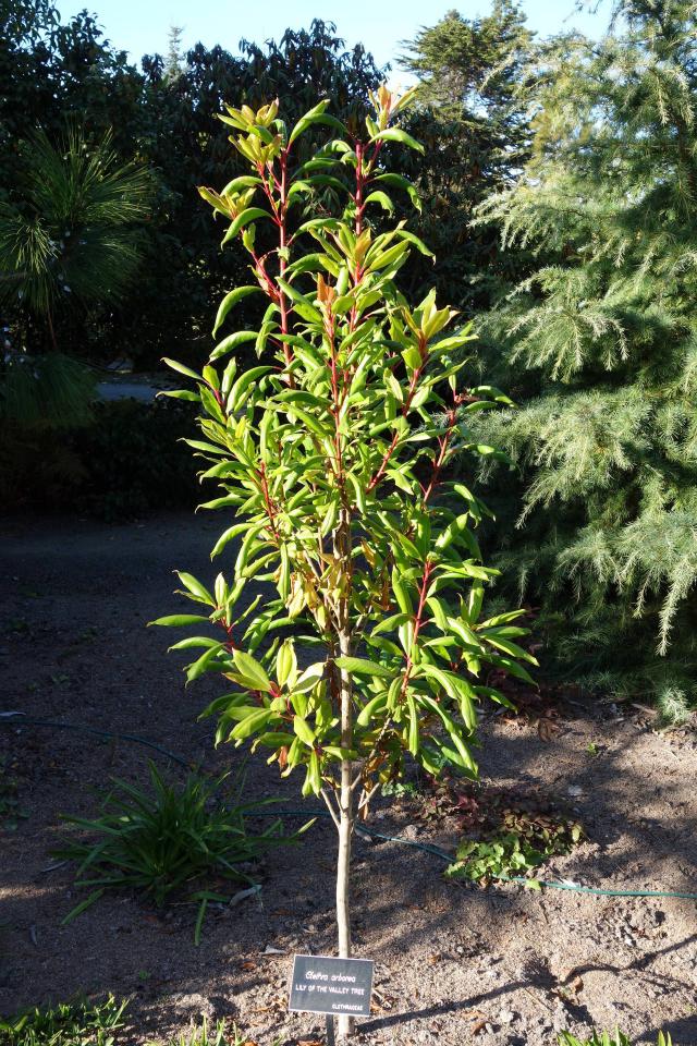 Clethra arborea : arbuste aromatique pour jardin exotique