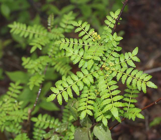 Poivre sansho : culture du Zanthoxylum piperitum
