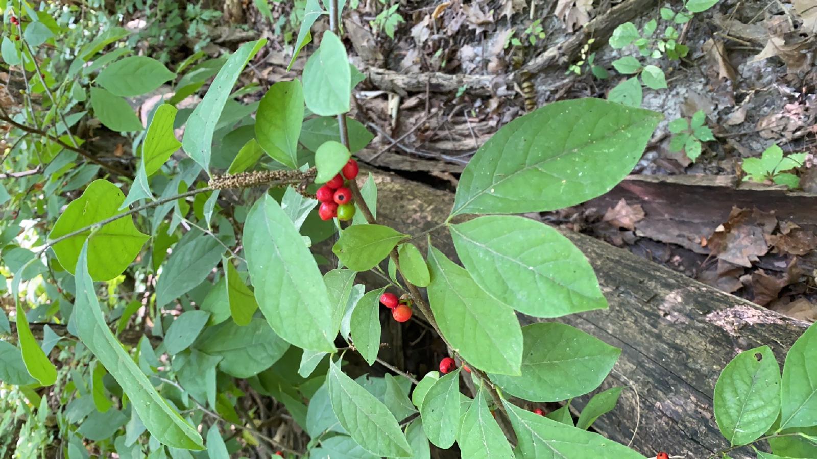 Lindera benzoin : guide complet