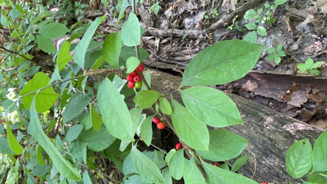 Lindera benzoin : culture du spicebush, arbuste aromatique