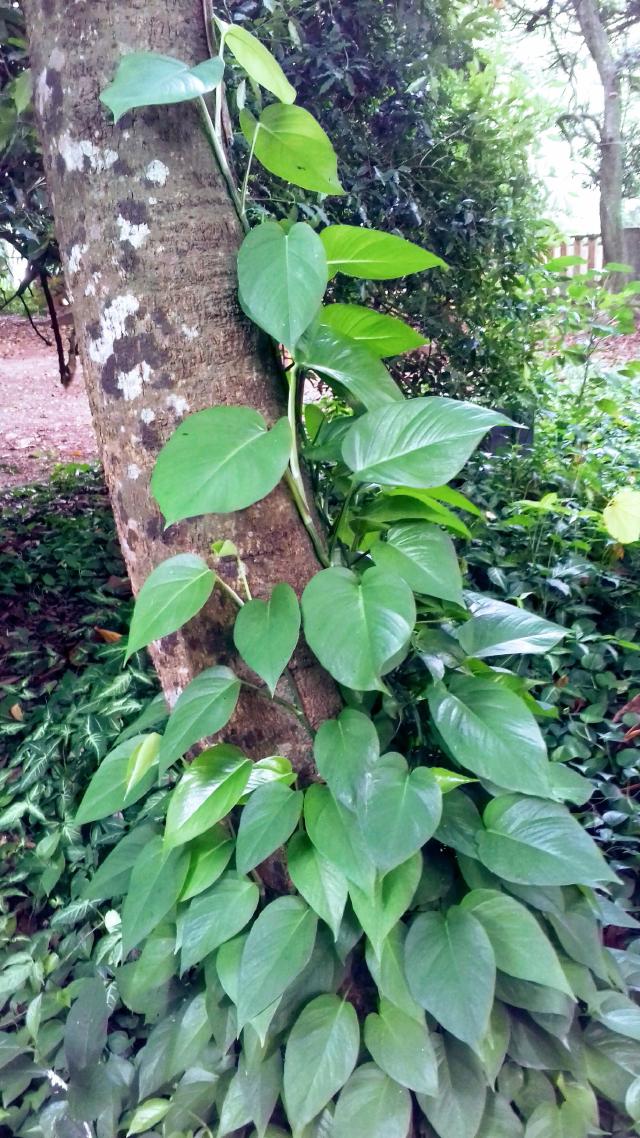 Poivre de Selim : culture du Xylopia aethiopica