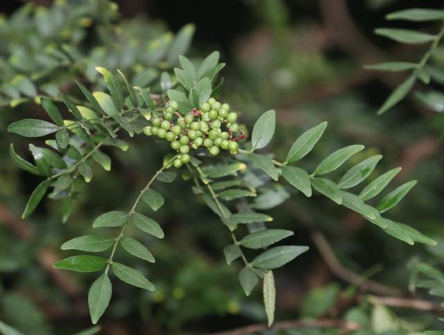 Poivre du Sichuan vert : culture du Zanthoxylum schinifolium