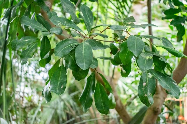 Poivre du Sichuan rouge : culture du Zanthoxylum bungeanum