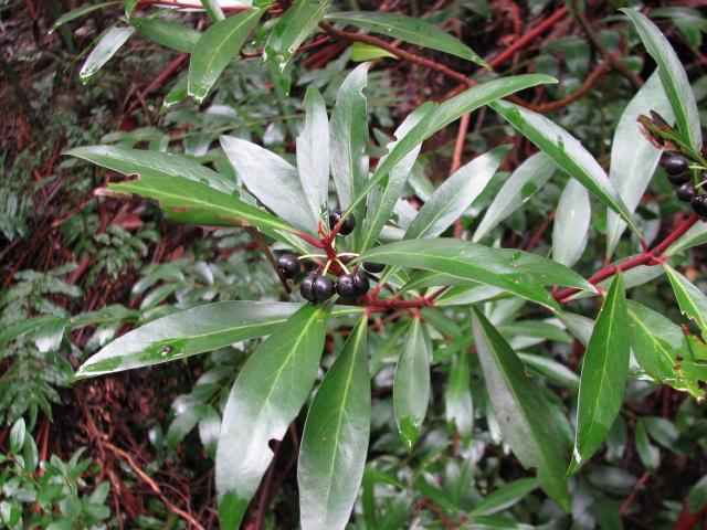 Poivre de Tasmanie : culture du Tasmannia lanceolata