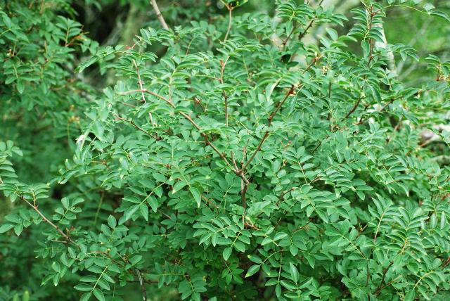 Poivrier chinois : culture du Zanthoxylum simulans