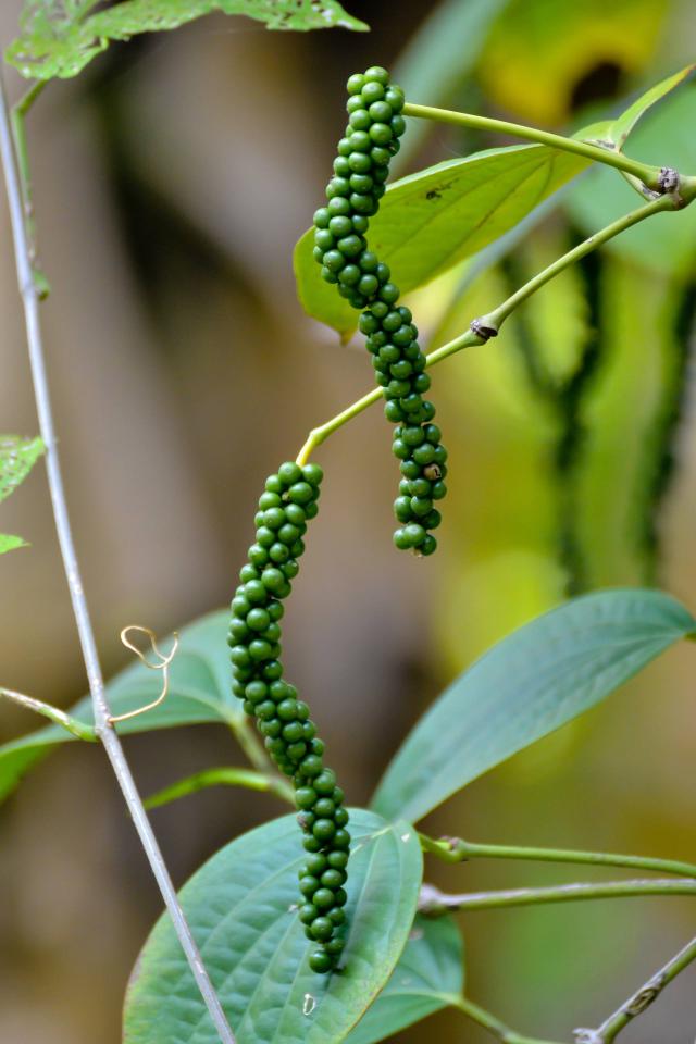 Poivrier (Piper nigrum) : culture, entretien et récolte du poivre