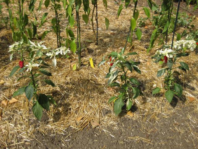 Poivron (Capsicum annuum) : semis, plantation et culture