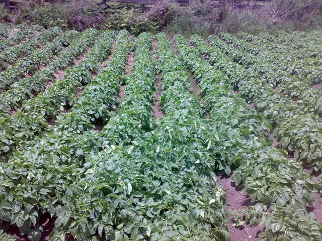 Pomme de terre (Solanum tuberosum) : plantation, culture et récolte