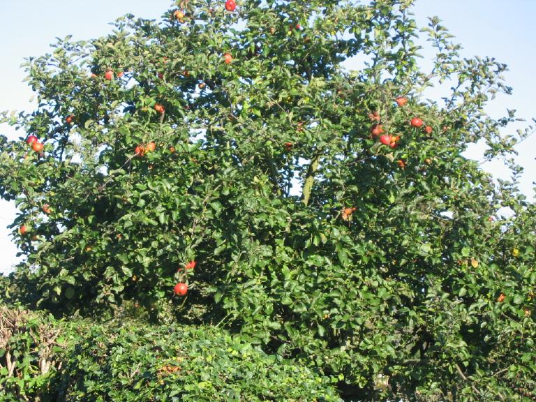 Pommier