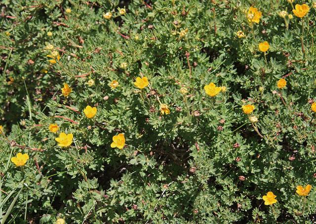 Potentille arbustive (Dasiphora fruticosa) : plantation, taille et entretien