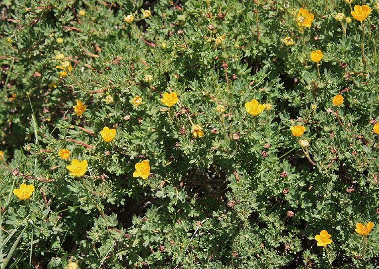 Potentille arbustive
