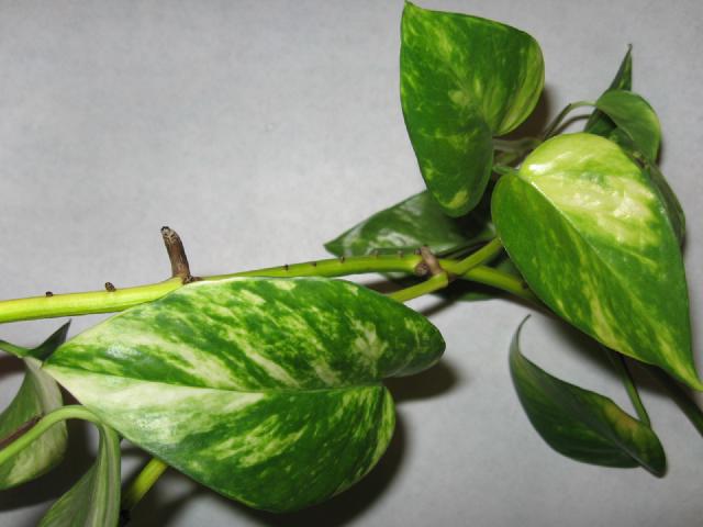 Pothos : entretien, arrosage et culture en interieur