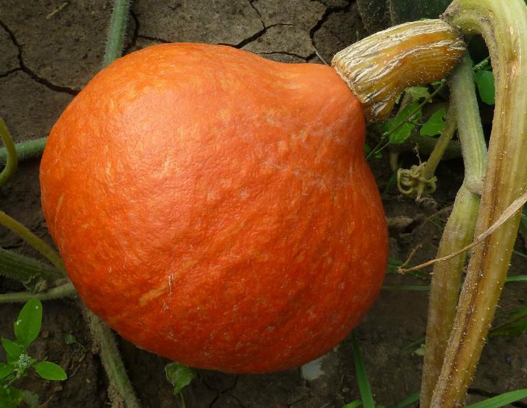 Potimarron