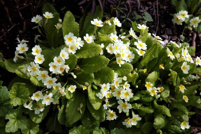 Primevère (Primula vulgaris) : plantation, floraison et entretien