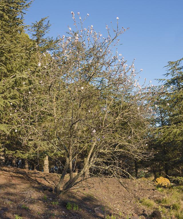 Prunier (Prunus domestica) : plantation, taille et entretien