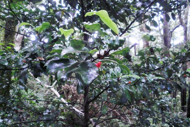 Pseudowintera axillaris : culture d’une plante poivrée rare